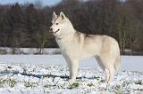 SIBERIAN HUSKY 487